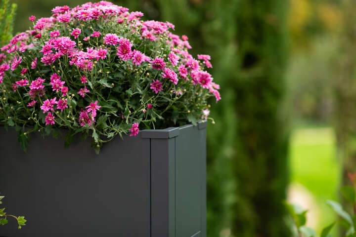 WESTMANN Pflanzkübel Talus